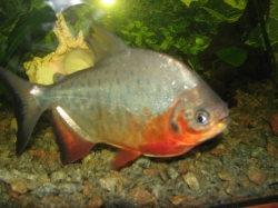 Colosoma brachyponus - Red Pacu