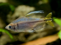 Hemigrammopetersius caudalis