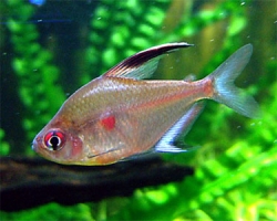 Hyphessobrycon erythrostigma