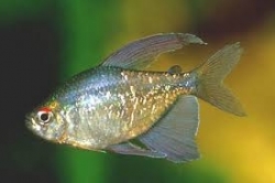 Moenkhausia pittieri - Tetra diamantová 