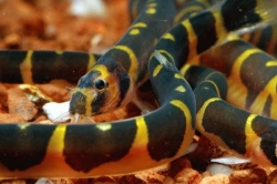 Acanthophthalmus kuhli jumbo