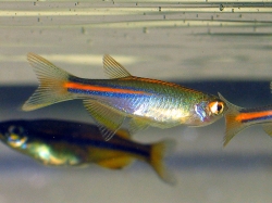 Danio albolineatus  