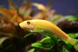 Gyrinocheilus aymonieri gold  