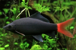 Labeo bicolor