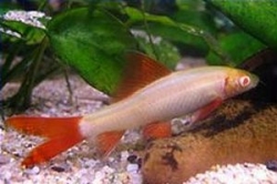 Labeo frenatus albino 