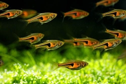 Rasbora espei  