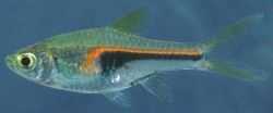 Rasbora hengeli  