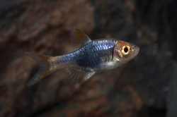 Rasbora heteromorpha black