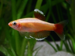 Tanichtys albonubes gold