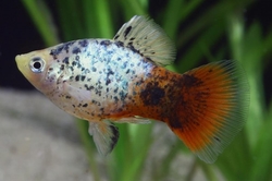 Xiphophorus maculatus - Blue Coral Calico  