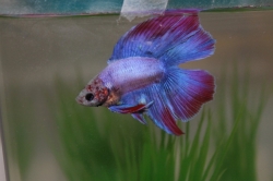 Betta splendens- Double Tail -separ. Samci-mix 