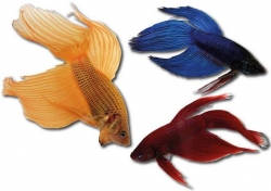 Betta splendens-separ. Samci-mix 