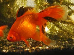 Carassius auratus l.f. Oranda Red