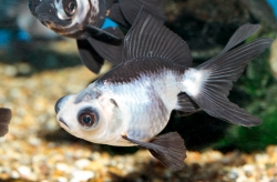 Carassius auratus l.f. Panda 