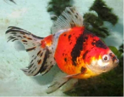 Carassius auratus l.f.Calico 