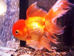 Carassius auratus l.f.Lion Head Red