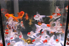 Carassius auratus l.f.Oranda mix