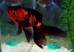 Carassius auratus l.f.Oranda Red/Black 