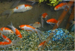 Carassius auratus l.f.Red/White 