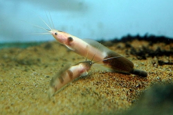 Clarias batrachus