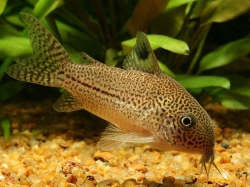 Corydoras julii