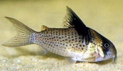 Corydoras melanistius