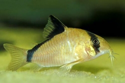 Corydoras metae