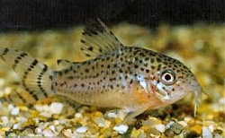 Corydoras punctatus