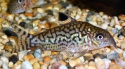 Corydoras reticulatus