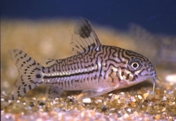 Corydoras trilineatus