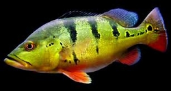 Cichla ocelaris