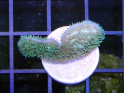 Pavona decussata - aquaculture - odchov   