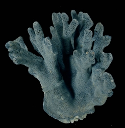 Heliopora coerulea - Frag    