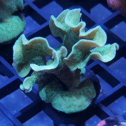 Pavona cactus- aquaculture 