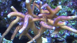 Seriatopora stelata - Frag         