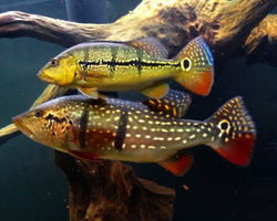 Cichla temensis Wild Orinoco - Cichlida žlutoskvrnná