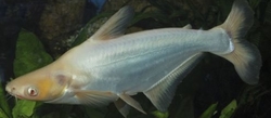 Pangasius sutchi Albino  