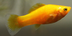 Poecilia latipina Gold Molly  