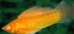 Poecilia latipina Orange Lyra  