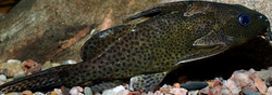 Synodontis nigrita