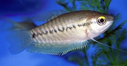 Trichogaster pectoralis Snakeskin Gourami