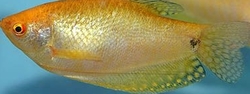 Trichogaster gold leeri