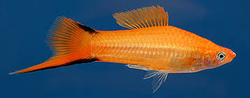 Xiphophorus helleri - Marygold  