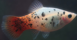 Xiphophorus maculatus - Calico Red  