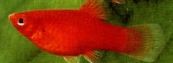Xiphophorus maculatus - Coral Red  