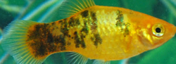 Xiphophorus maculatus - Gold Koi