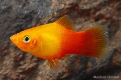 Xiphophorus maculatus - Red sunburst