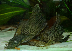 Ancistrus dolichopterus l. f.