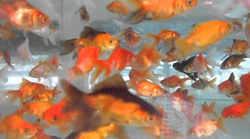 Carassius auratus l.f. mixed