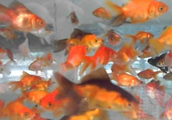 Carassius auratus l.f. mixed